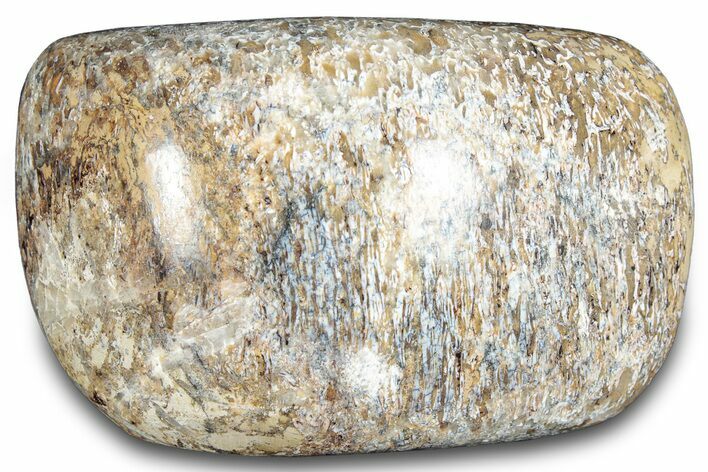 Polished Dinosaur Bone (Gembone) - Morocco #287529